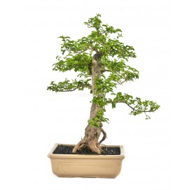 Ligustrum ovalifolium....