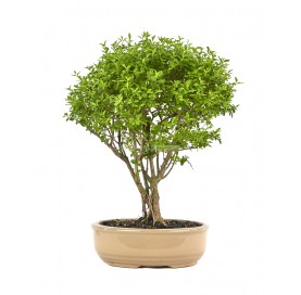Ligustrum ovalifolium....