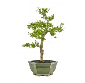 Ligustrum ovalifolium....