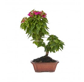 Bouganvillea spectabilis....