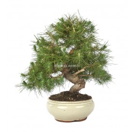 Pinus halepensis. Bonsai 17 Jahre. Aleppo-Kiefer.
