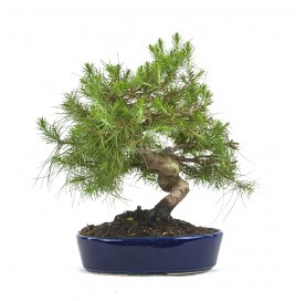 Pinus halepensis. Bonsai 15...