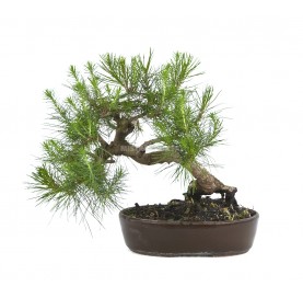 Pinus halepensis. Bonsai 13...