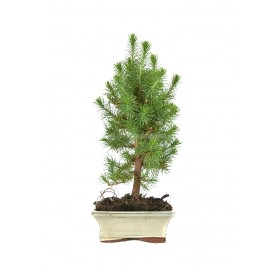 Pinus halepensis. Bonsai 7 Jahre. Aleppo-Kiefer.
