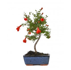 Punica granatum nana....