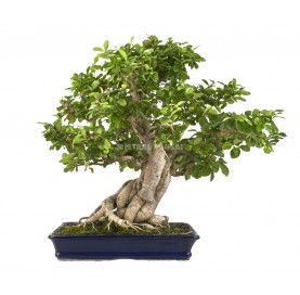 Bonsai OMalpighia emarginata. Moyogi. Barbados-Kirsche