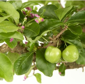 Bonsai OMalpighia emarginata. Moyogi. Barbados-Kirsche