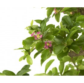 Bonsai OMalpighia emarginata. Moyogi. Barbados-Kirsche