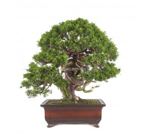 Bonsai Specimen Juniperus...