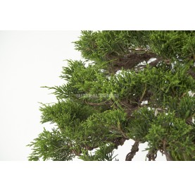 Bonsai Specimen Juniperus chinensis Itoigawa. Moyogi. Chinese juniper