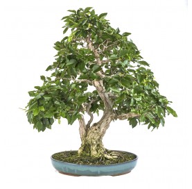 Bonsai Specimen Carpinus...