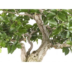 Bonsaï exemplaire Carpinus coreana. Moyogi. Charme de Corée