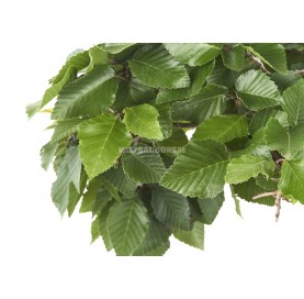 Bonsaï exemplaire Carpinus coreana. Moyogi. Charme de Corée