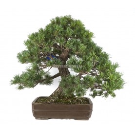 Bonsai Specimen Pinus...