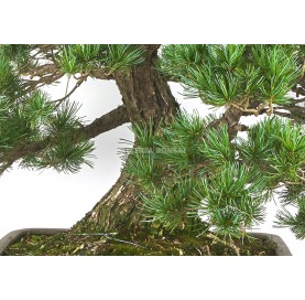 Bonsái Ejemplar Pinus pentaphylla. Moyogi. Pino blanco japonés