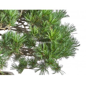 Bonsái Ejemplar Pinus pentaphylla. Moyogi. Pino blanco japonés