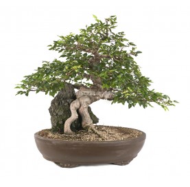 Bonsai Specimen Carpinus...
