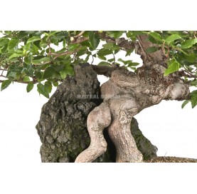 Bonsaï exemplaire Carpinus coreana. Ishizuki. Charme de Corée
