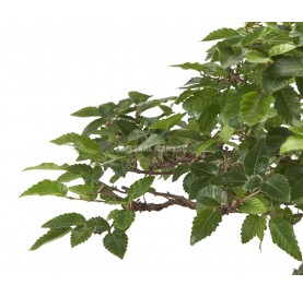 Bonsái Ejemplar Carpinus coreana. Ishizuki. Carpe coreano