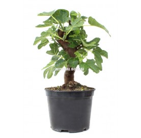 Ficus carica. Prebonsai 14 Jahre. Feigenbaum