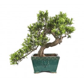 Bonsai Specimen Podocarpus...