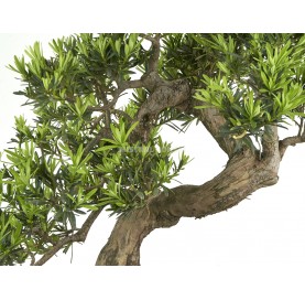 Bonsaï exemplaire Podocarpus microphyllus. Han-kengai. Pin bouddhiste