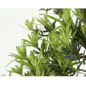 Bonsai Specimen Podocarpus microphyllus. Han-kengai. Buddhist pine