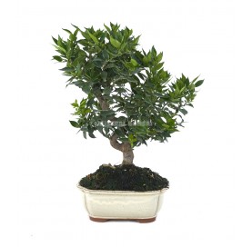 Citrus myrtifolia. Bonsai...