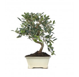 Olea europaea. Bonsái 8...