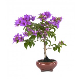 Bouganvillea glabra. Bonsái...