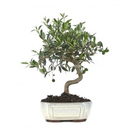 Olea europaea. Bonsái 9...