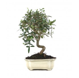Olea europaea. Bonsái 10...