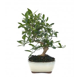 Citrus kinzu. Bonsai 10...