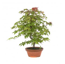 Acer palmatum deshojo....