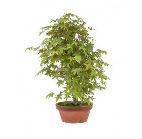Acer palmatum deshojo....