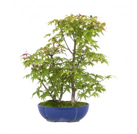 Acer palmatum deshojo....