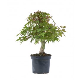 Acer palmatum deshojo....
