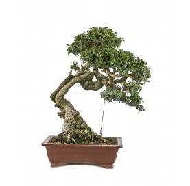 Bonsai Exemplar Olea Europaea Yamadori