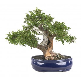Bonsai Exemplar Zelkova...