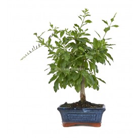 Durantha repens. Bonsai 6...