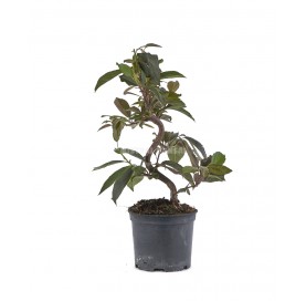Malus domestica Red....