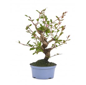 Punica granatum nejikan....