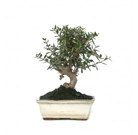 Olea europaea sylvestris....