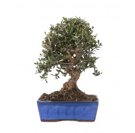 Olea europaea sylvestris....