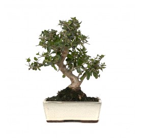 Olea europaea sylvestris....