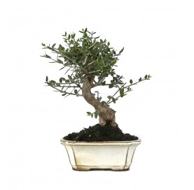 Olea europaea sylvestris....