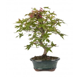 Acer palmatum deshojo....