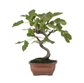 Ficus carica. Bonsai 8...