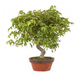 Acer palmatum deshojo....