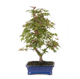 Acer palmatum deshojo....